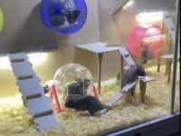 BİZE ULAŞIN HAMSTER ADRESİNİZE GELSİN