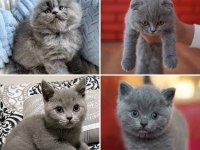 Scottish Fold British Longhair Yavru Kediler Adana