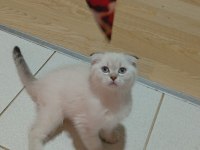 Scottish Fold Prenses Uyguna Verilcek