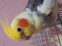 Çift sultan papağanı eşli