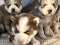MUHTEŞEM GÜZELLİKTE HUSKY YAVRULARIMIZ YENİ AİLESİNİ ARIYOR
