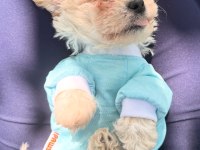 ACİL KÖPEKLER FİYAT GÖRÜŞÜLÜR TAKSİTLENDİRİLİR