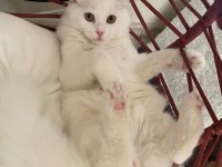 British shorthair 7 aylık erkek
