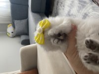 Scottish fold kaliteli dişi