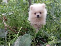 Pomeranian boo