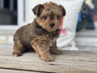 Show Kalite Tea Cup Morkie Yavrular Ziyarete Açık