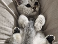 Afacan british shorthair kediler