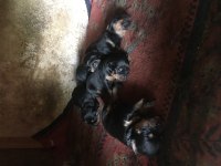 Orjinal rottweiler yavru 1 dişi