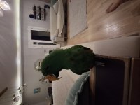 Eclectus erkek 1 yaşında