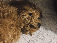 6 Aylık Toy Poodle