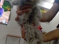 YAVRU SCOTTİSH FOLD KEDİSİ GRİ BEYAZ