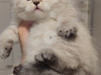 British longhair kedisi
