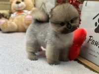Pomeranian boo orange dişi yavrumuz yeni ailesini aramakta