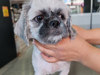 6 aylık dişi shih tzu