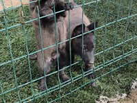 Safkan Belçika Malinois