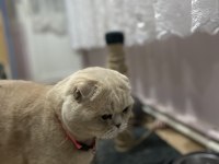 1 YAŞINDAN GOLD ERKEK FOLD