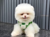 Pomeranian Boo Yavru Köpeğimiz