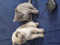 Scottish fold erkek, british shorthair dişi