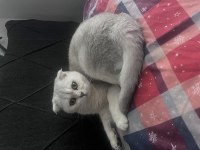 Kedim 1 buçuk yaşında british shorthair acil