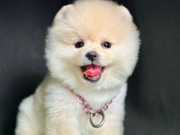 Safkan Pomeranian Boo Bebekler