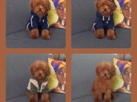Toy poodle erkek yavru kedimiz