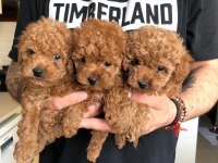 Efsane poodle yavrular