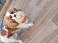 Cavalier king charles kızımız 3 yaşında