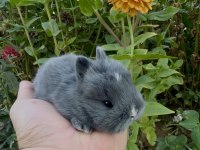 Netherland Dwarf Hollanda Blue Cüce Tavşanlar