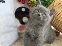 British shorthair iki aylık