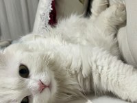 1 Yaşında Evde Bebek Gibi Bakılmış Kedimiz