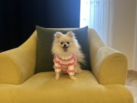 Güzel pomeranian kızım