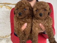 Koyu Renk Toy Poodle Yavrular