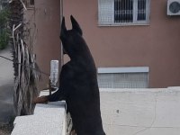 Safkan iri yapılı doberman