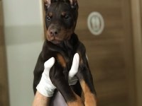 DİŞİ AVRUPA DOBERMAN YAVRULARI