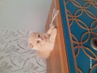 Çok tatlı ve farklı scottish fold