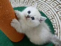Pamuk Yakışıklı British Shorthair Bebeklerimiz