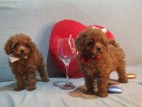 Oyuncak Değil Gerçek Poodle Köpekler