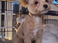 Maltepoo teacup dişi Yavrumuz 5 aylık yuva arıyoruz
