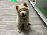 IRK VE SAĞLIK GARANTİLİ CHOW CHOW