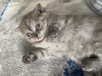 20 Mart doğumlu scottish fold dişi erkek yavru