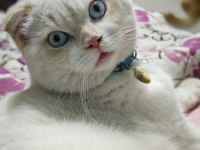Scottish fold kedimiz