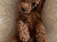 Toy poodle 2 aylık
