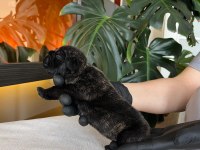 RENGARENK FRENCH BULLDOG YAVRULARIM REZERVEYE AÇIK