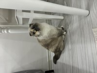Scottish fold güzel kızım