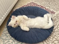 1 buçuk yaşında Persian cins