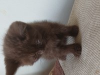 ADANA YAVRU KEDİLER TESLİME HAZIR