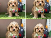 Çok tatlı mini mini maltipoo bebekler