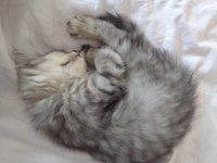 British Longhair dişi Aşıları herşeyi tam