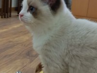 Show kalite erkek ragdoll yavrumuz yeni ailesini arıyor