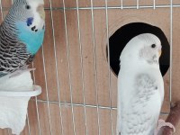 Takım (Çift/Eş) Muhabbet Kuşu Kafes Dahil Değil
